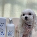 바디플러스 | 장모 강아지 강아지 보습에 좋은 샴푸 추천 페토세라 바디워시 모이스처 플러스 사용 후기