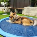 명화애견유치원 이미지