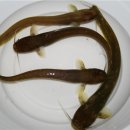 미광목장 이미지