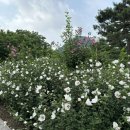 무궁화동산 네이버블로그