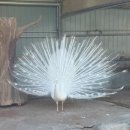 쌍둥이농장 이미지