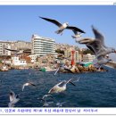 부산갈매기 이미지