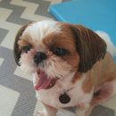 고산엉알 이미지