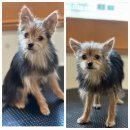 서른살나의펫2 | (일상이야기) 대구 대명동애견카페 서른살나의펫(마이펫30) 방문기 with 밤비