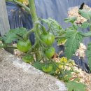 감탄개신점 이미지