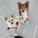 보스 | [천안]원성동 애견카페 보스멍 재방문 후기 💛