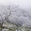 제2산록도로 광평교차로 | 특보에 한라산 입산 전면통제] 제주 대설주의보 발효. 1100도로와 5·16도로 전면 통제 소식 한눈에 정리
