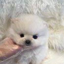 수원강아지분양 드림독 안심분양센터 수원점 이미지