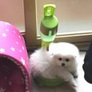 정화힐링