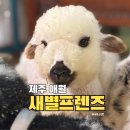 배포큰농장 | 제주 새별프렌즈 입장료 주차장 소요시간 아이랑 다녀온 후기