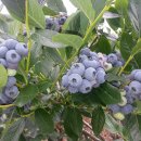 블루베리 앞 이미지