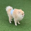 베스트프렌 독 이미지