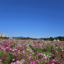 서울근교 가볼만한 곳, 나리농원 나리공원 이미지