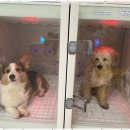 더, 빛나개 이미지