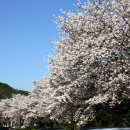 공주 동학사 벚꽃축제 이미지