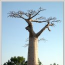 바오밥 이미지