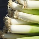 초보식물 집사들을 위한 홈가드닝 | 베란다 식물 집사 급증! 대파·상추 집에서 키워 '무지출 챌린지' 도전하기