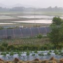 영산로 배롱나무길 이미지