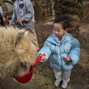 삼마목장 | 40개월 아기와 제주 어린왕자 감귤밭 제주 동물 먹이주기 솔직후기 🤔