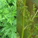 봄한약국 이미지