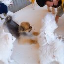 전주애견유치원 고마워복실아 이미지