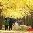 은행나무 이미지