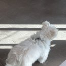 이개 내고양이 | 콩비지의 자이목스 블루오틱 사용기