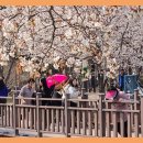 수원 만석공원 벚꽃 2025,4,8,폰촬영 이미지