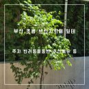 한신그린상가세탁소 | 부산 초읍 데이트하기 좋은 반려동물 동반가능 브런치카페 잎테 주차 추천메뉴 등