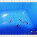 (주)레드비 이미지