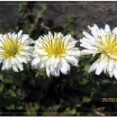 하얀민들레 이미지