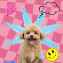애견미용 이미지