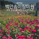 두암제1근린공원 | 경기도 부천 장미축제 도당근린공원 백만송이장미원 가족나들이 가볼만한곳
