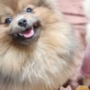 깜찍하개 이미지