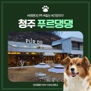 청주 애견 카페 넓은 운동장과 음료 맛집 푸르댕댕 추천 후기