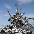 고목나무 이미지