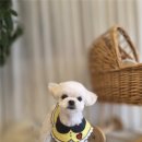 베베펫살롱 이미지