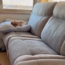 산책갈까? 이미지