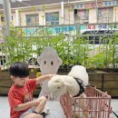 펫체험-면양 솜이🐑 이미지