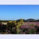 코스모스드림 이미지