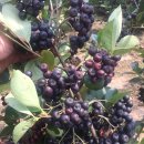 원아농장 이미지