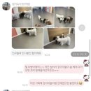 댓츠댕댕스쿨 이미지