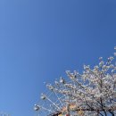 삼방동장애인복지관(1165)? | 김해 가야랜드 벚꽃 만개 100% 실시간 후기 (하늘자전거 꿀팁까지)