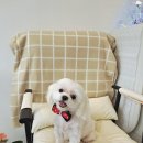 아름답개 이미지