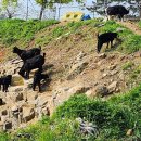 약산농장 이미지