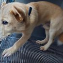 임현곤 반려견 교육센터 이미지