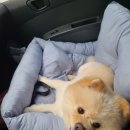 프로펫 애견샵 이미지