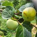 현화농장 이미지