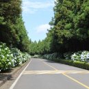 사이프러스CC 이미지