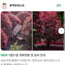 동백별관 | 제주동백포레스트 동백꽃 명소 입장료 카페 별관 1월 겨울 제주도 여행지 추천